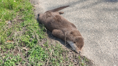 Eurasian Otter