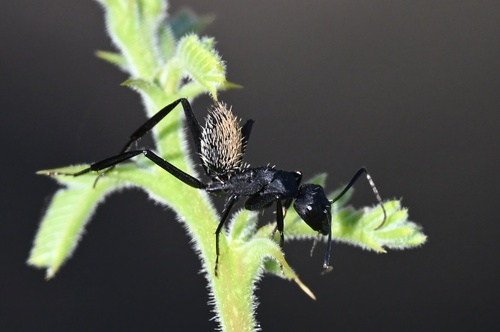 Karoo Balbyter Ant