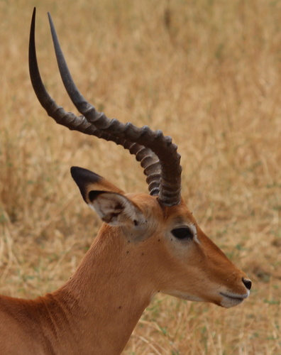 Common Impala