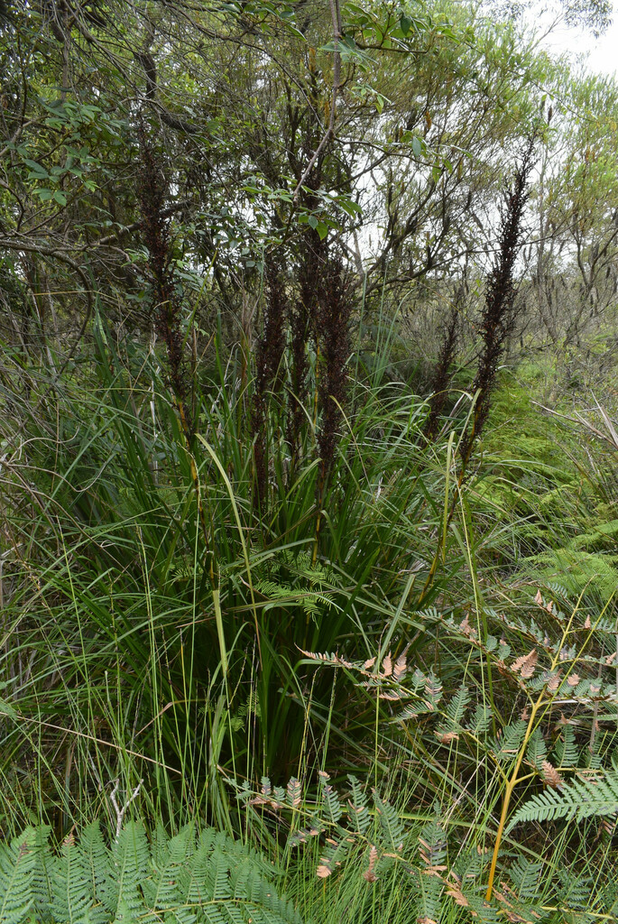 tall saw-sedge from Cataract NSW 2560, Australia on March 16, 2024 at ...