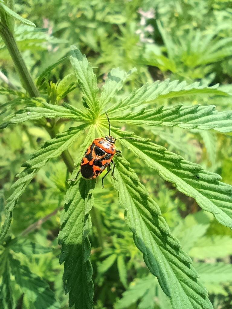 Cabbage Bugs, Caper Bugs and Allies from M922+8WV, Bharatpur 44200 ...