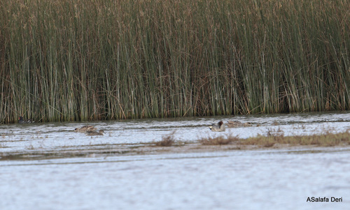 Marbled Duck