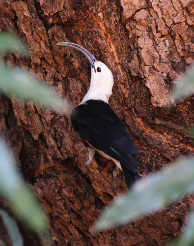 Sickle-billed Vanga