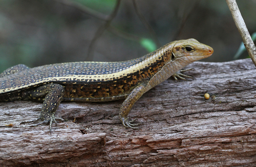 Western Girdled Lizard