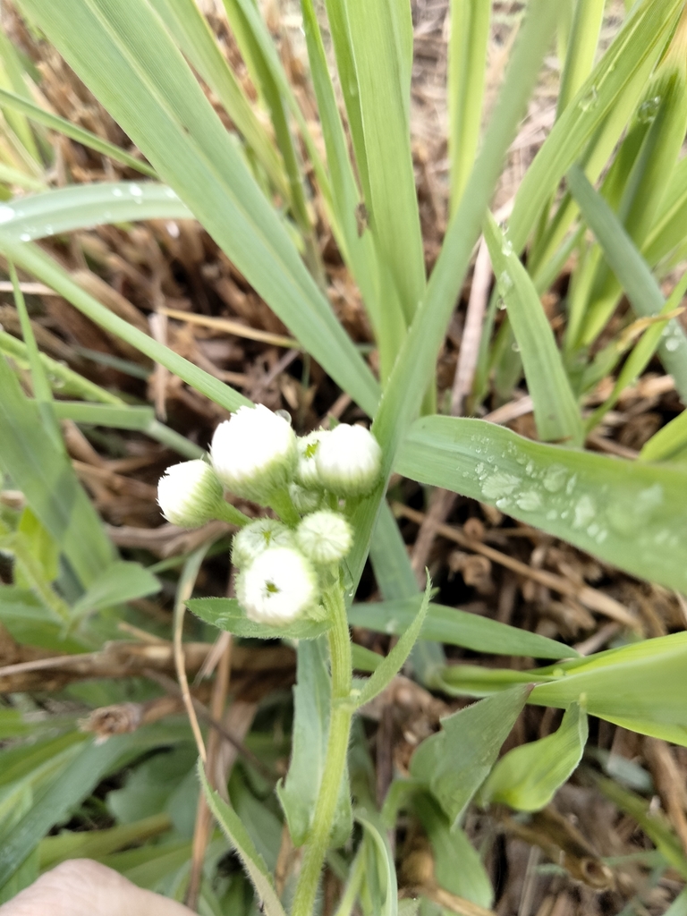 philadelphia-fleabane-from-plano-tx-75025-usa-on-march-17-2024-at-09