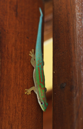 Modest Day Gecko
