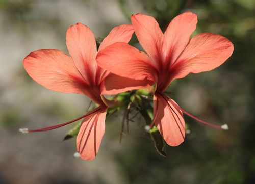 Barleria her · iNaturalist Mexico