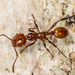 Striated Ant - Photo (c) Danilo Hegg, all rights reserved, uploaded by Danilo Hegg