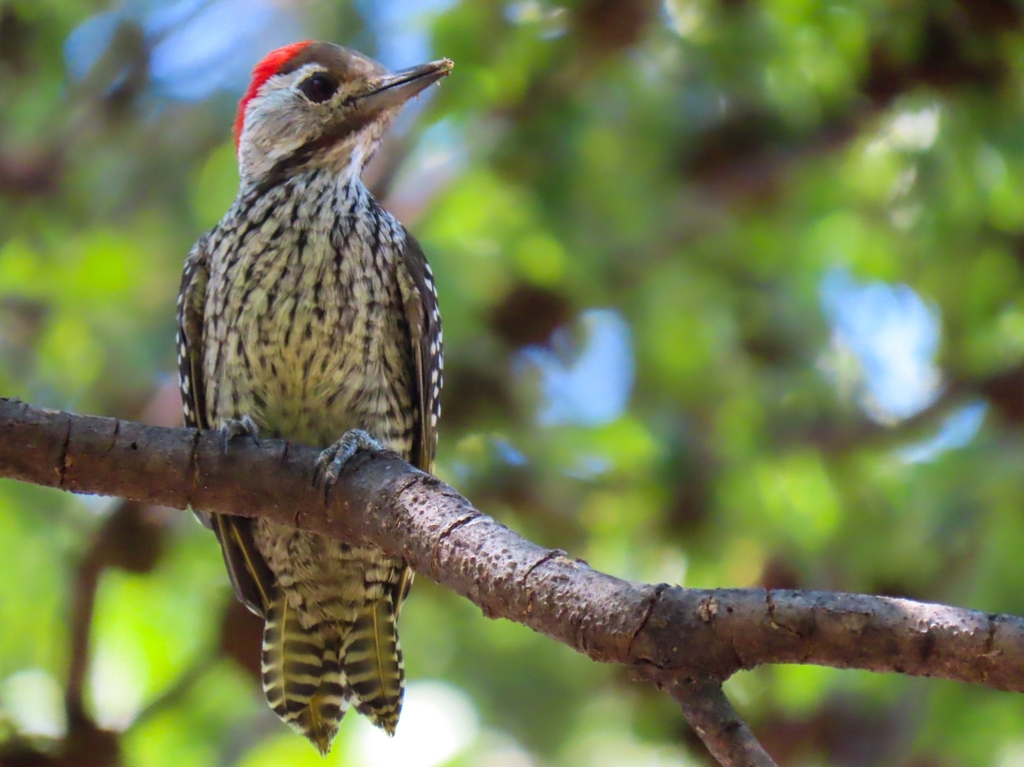Cardinal Woodpecker photo