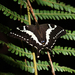 Papilio delalandei - Photo (c) Ingeborg van Leeuwen，保留所有權利