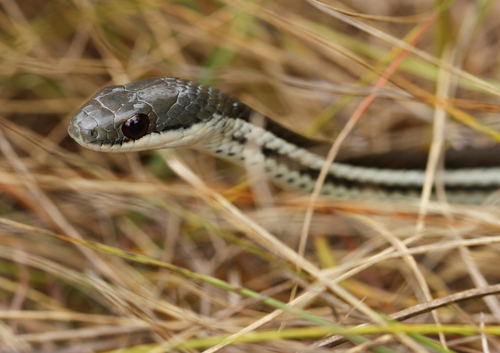 Lateral Water Snake