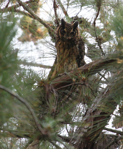 Madagascar Owl