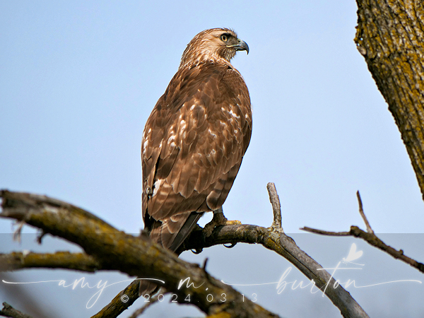 Red-tailed Hawk from Crowley Marsh, Morton Arboretum, Lilse, DuPage ...