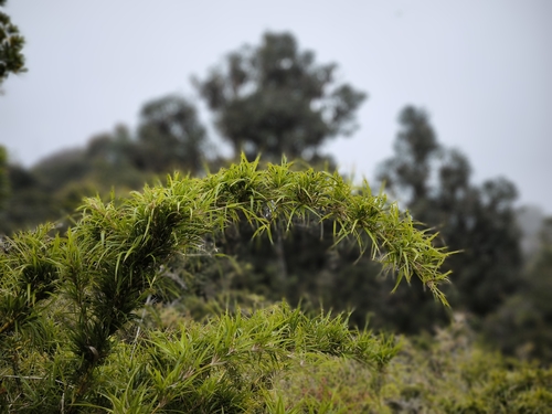 Chusquea paludicola