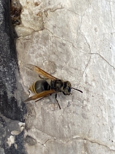 Brachygastra lecheguana image