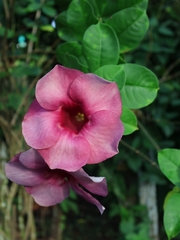 Allamanda blanchetii image