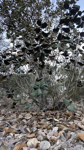 Quercus pennivenia