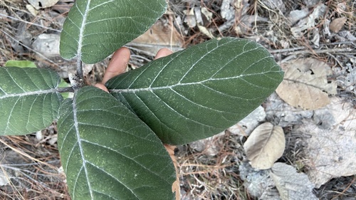 Quercus pennivenia