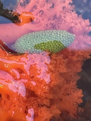 Orange Sea Cucumber
