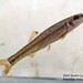 Slim Minnow - Photo (c) Dustin Lynch, all rights reserved, uploaded by Dustin Lynch