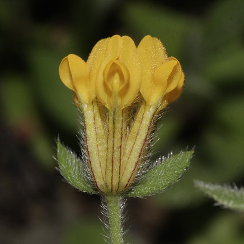 Anthyllis lotoides
