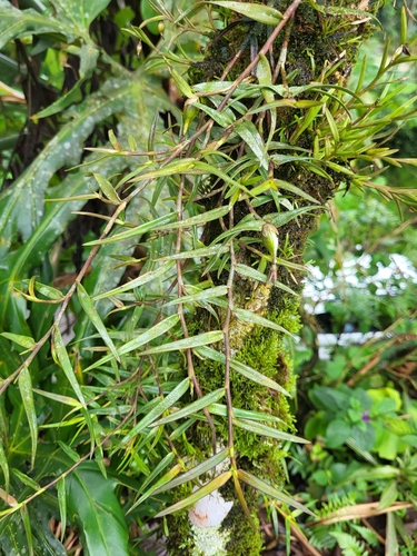 Epidendrum isomerum image