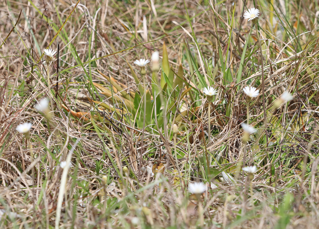 Pineland Daisy from Orange County, FL, USA on March 16, 2024 at 01:06 ...