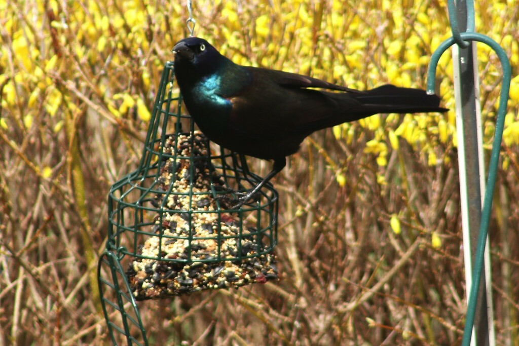 Common Grackle from Oil City, PA 16301, USA on March 17, 2024 at 1104