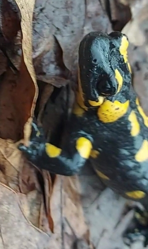 Fire Salamander