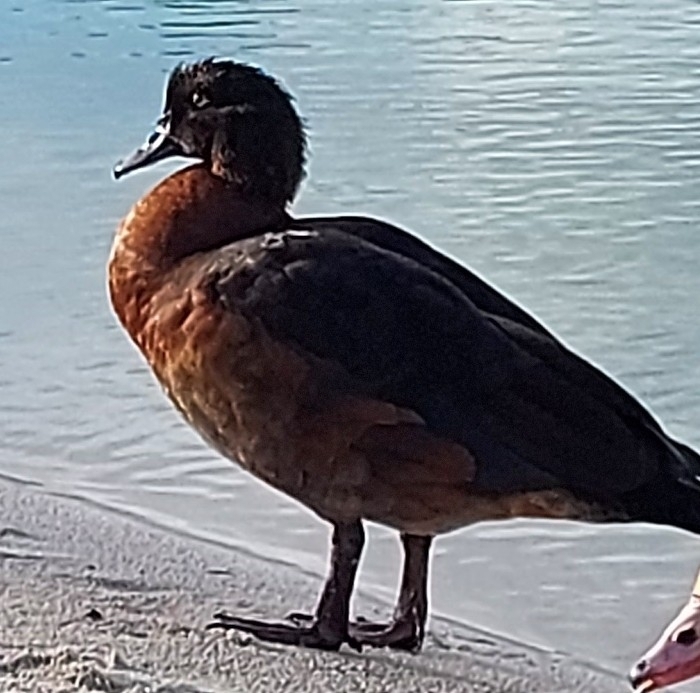 Egyptian Goose × Muscovy Duck from Dania Beach, FL 33004, USA on August ...