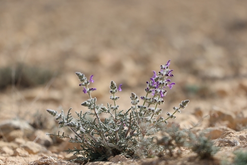 Salvia lanigera Poir.