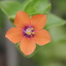 Scarlet Pimpernel - Photo (c) Joao Tiago Tavares, all rights reserved, uploaded by Joao Tiago Tavares