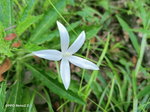 Star of Bethlehem
