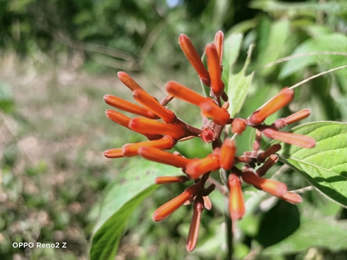 Firebush