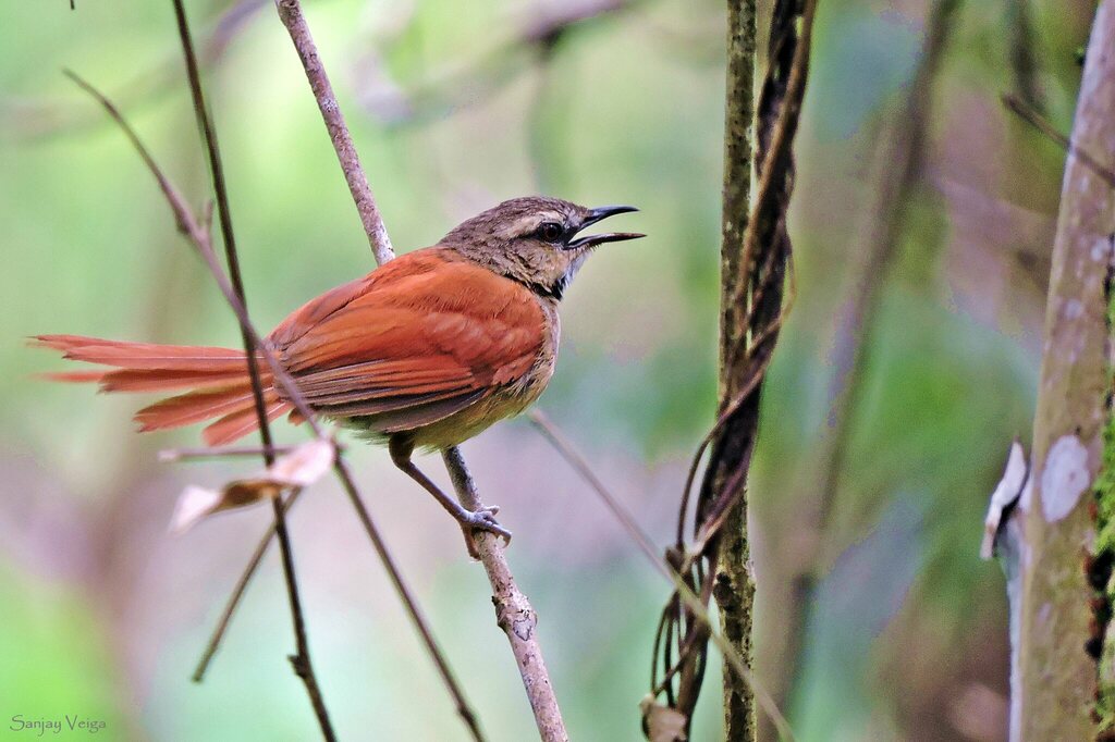 Ochre-cheeked Spinetail photo