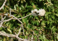 Pseudobombax septenatum image