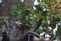 Buteo nitidus image