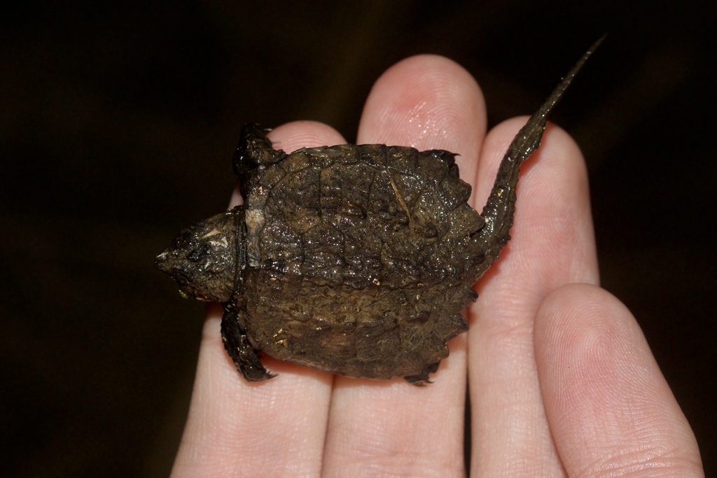 Common Snapping Turtle from Seneca County, NY, USA on March 16, 2024 at ...