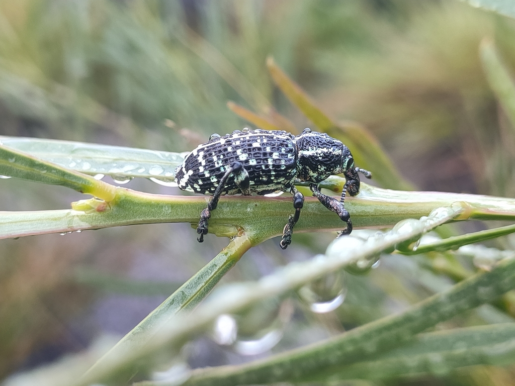 Botany Bay Diamond Weevil in February 2024 by Hiakai · iNaturalist