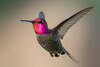 Anna's Hummingbird - Photo (c) Nancy Christensen, all rights reserved, uploaded by Nancy Christensen