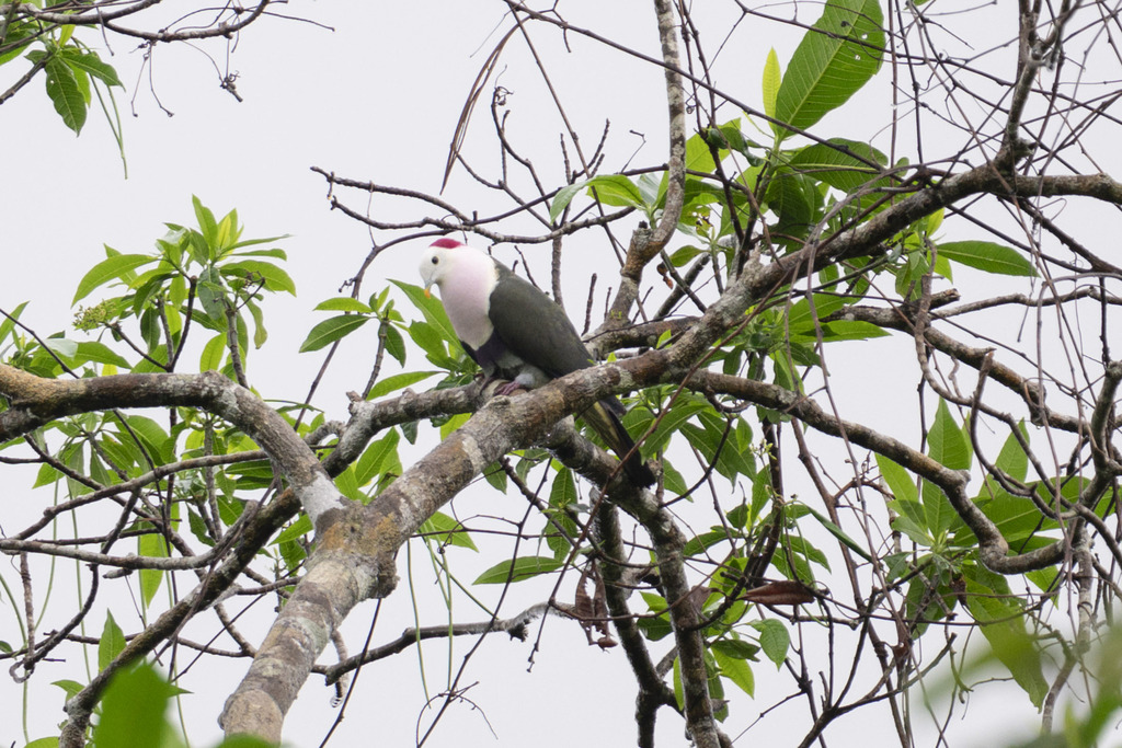 Red-naped Fruit-Dove (Ptilinopus dohertyi) photo