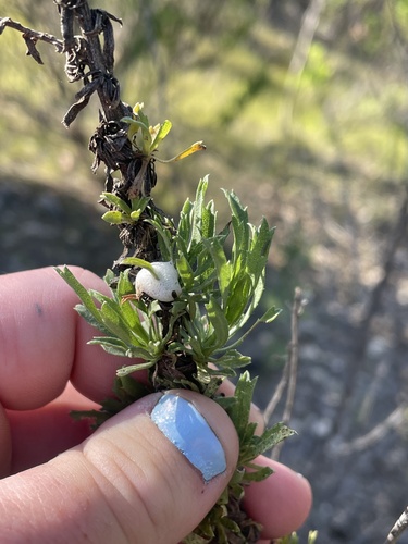 iNaturalist observation photo of Spittlebugs, Cicadas, Leafhoppers and Treehoppers