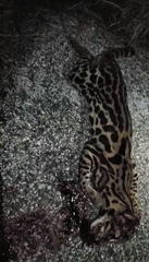 Leopardus pardalis image
