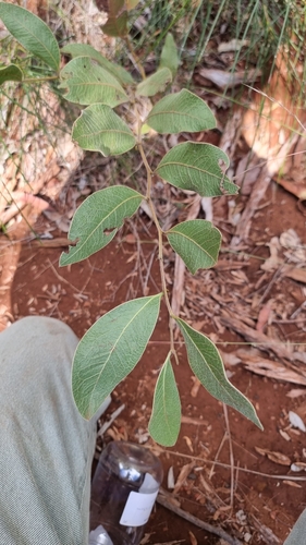 Acacia holotricha thumbnail