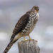 Chilean Hawk - Photo (c) lherrainz, all rights reserved