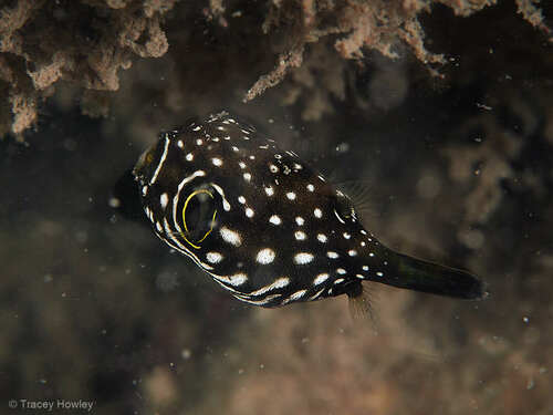 White-spotted Puffer