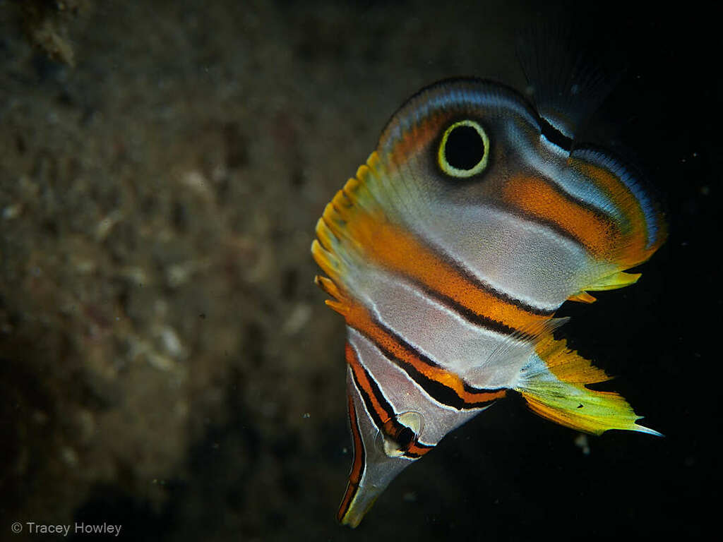 Copperband Butterflyfish