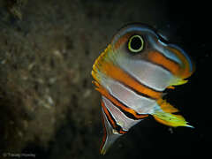 Copperband Butterflyfish