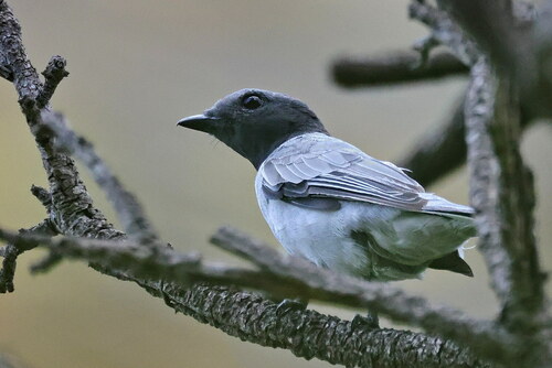Madagascar Cuckooshrike