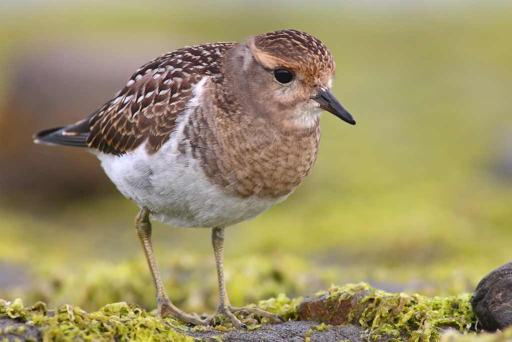 Rufous-chested Dotterel photo